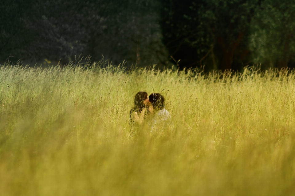 Grass field meadow prairie