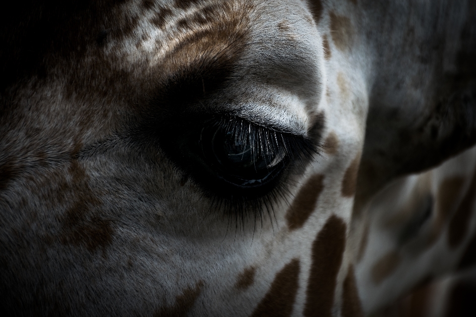 Fotografie tier tierwelt makro