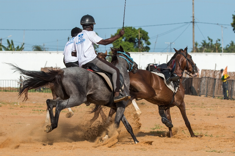 Cavalo garanhão esportes calha
