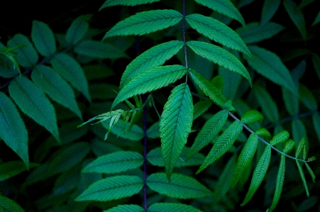 Photo Arbre nature bifurquer usine