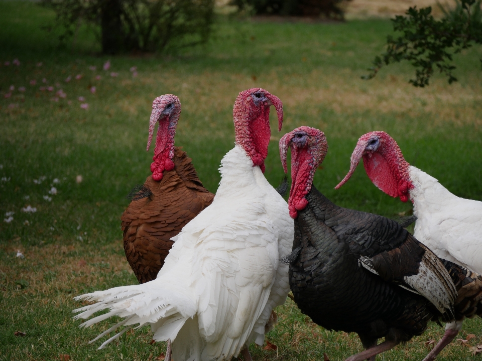 Césped pájaro ala grupo