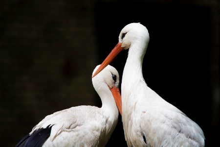 Bird wing pelican seabird Photo