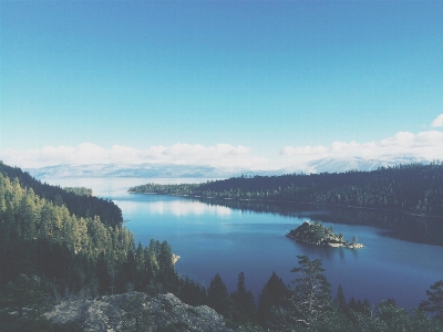 Tree forest mountain cloud Photo