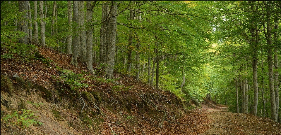 Baum wald wildnis
 anlage