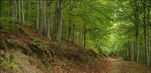 Ağaç orman el değmemiş doğa
 bitki Fotoğraf