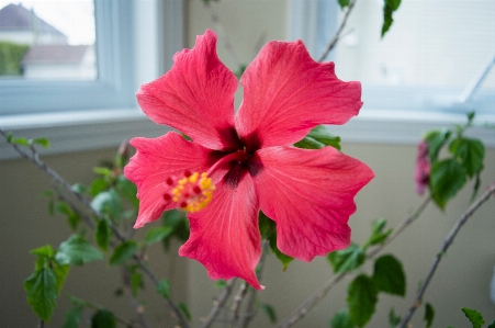 Blossom plant flower petal Photo