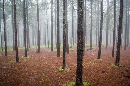 Tree forest wilderness branch Photo