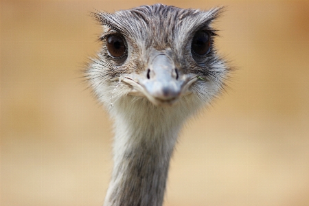 鳥 野生動物 嘴 ダチョウ 写真