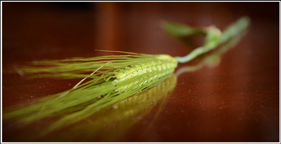 Natureza plantar fotografia folha