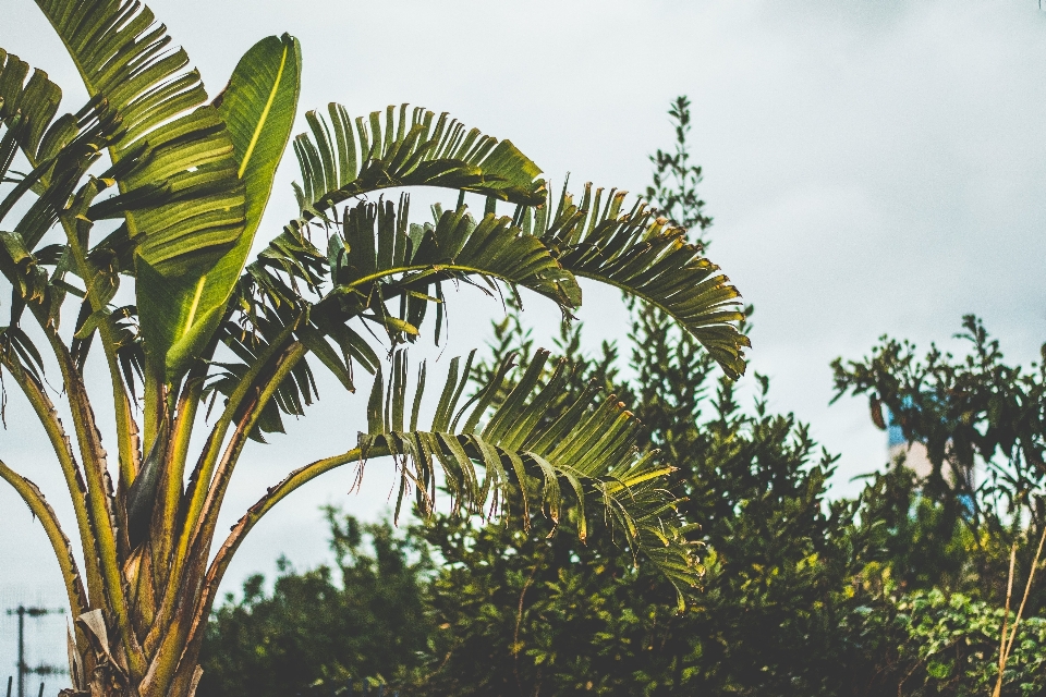 Tree branch plant leaf