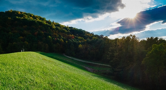 風景 木 自然 森 写真