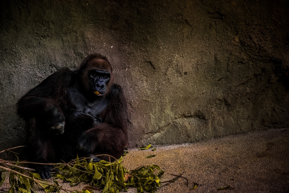 Animal pedra animais selvagens jardim zoológico