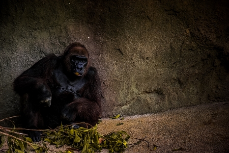 Foto Animal piedra fauna silvestre zoo