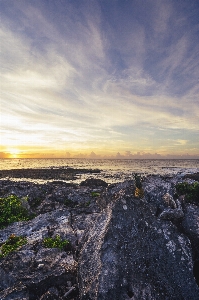 Landscape sea coast tree Photo