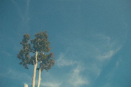 Tree nature cloud plant Photo