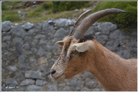 Yaban hayatı keçi korna koyun Fotoğraf