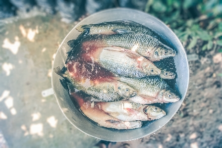 Foto Cibo biologia frutti di mare pescare