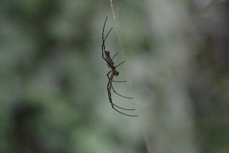 Nature branch insect fauna Photo