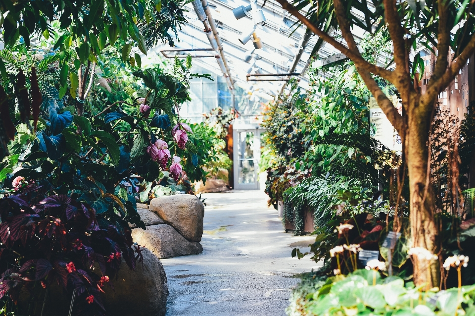 Tree plant flower village