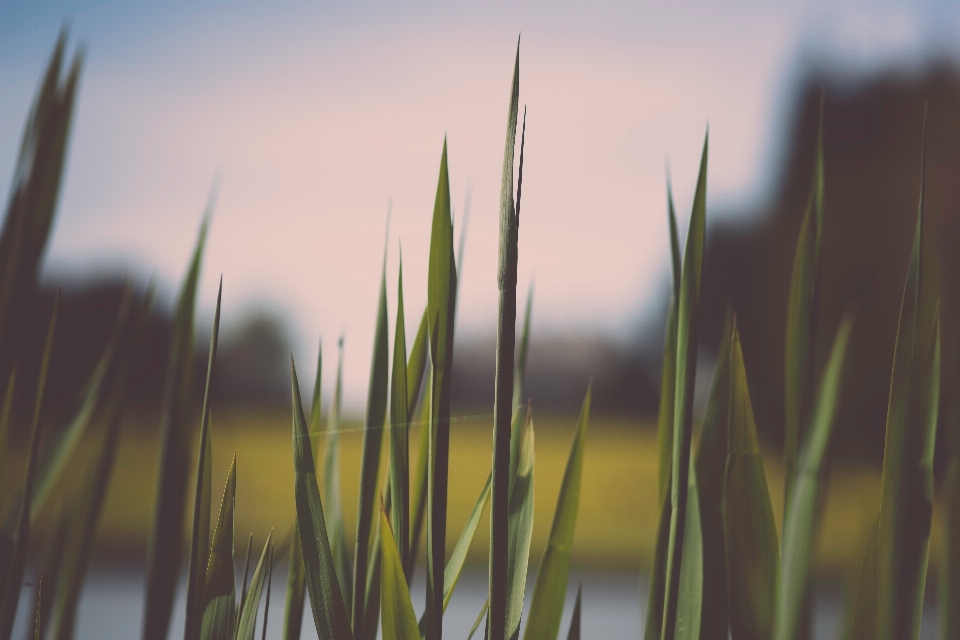 Herbe usine ciel champ