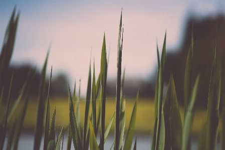 Foto Césped planta cielo campo