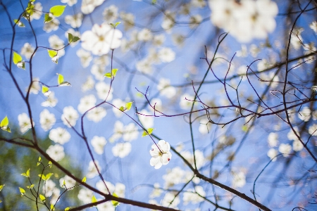 木 ブランチ 花 植物 写真