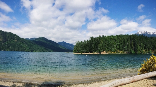 風景 海 海岸 木 写真