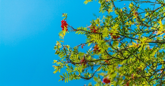 Photo Arbre bifurquer usine ciel