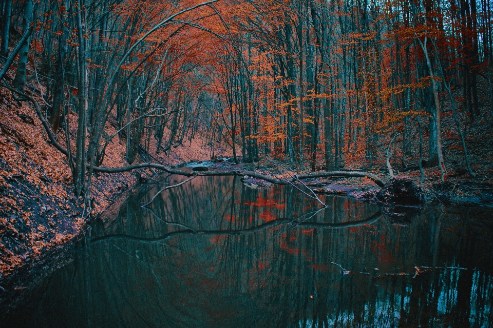 Albero acqua foresta ramo