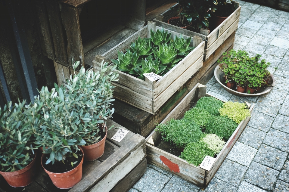 Plant sidewalk flower pot