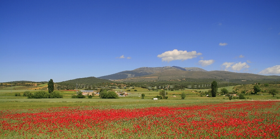 Paisaje césped horizonte montaña