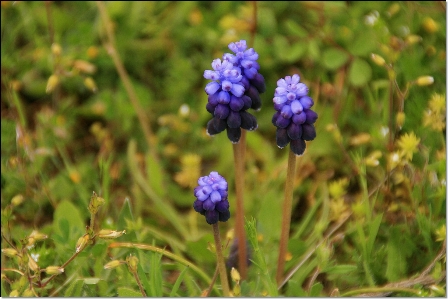 Anlage wiese
 prärie
 blume Foto