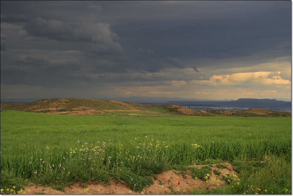 Paysage nature herbe horizon