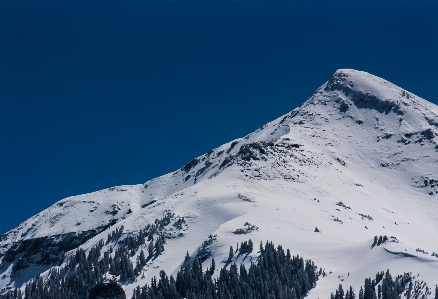 Tree mountain snow winter Photo