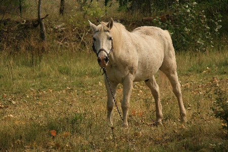 Meadow wildlife herd pasture Photo