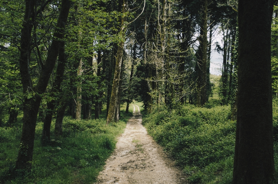 Drzewo natura las ścieżka