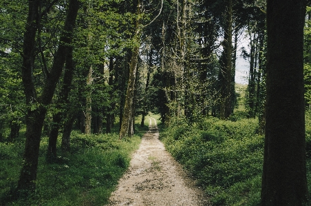 Ağaç doğa orman yol Fotoğraf