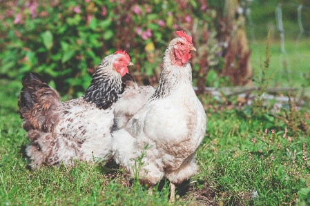 草 鳥 農場 嘴 写真