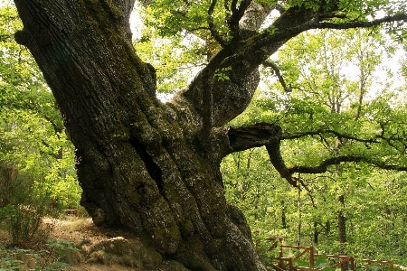 Tree nature forest branch Photo