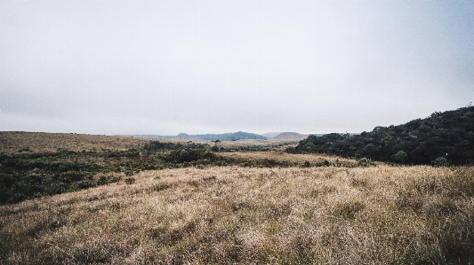 風景 木 自然 草 写真