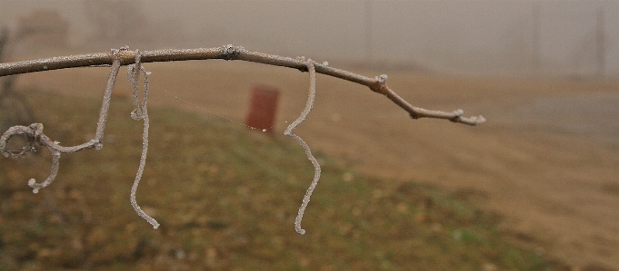 水 自然 分支 叶子 照片