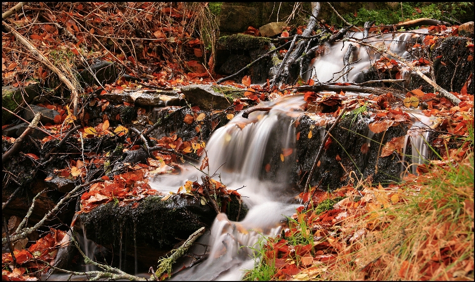 Forest waterfall wilderness leaf