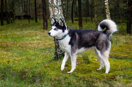 Dog mammal vertebrate breed Photo