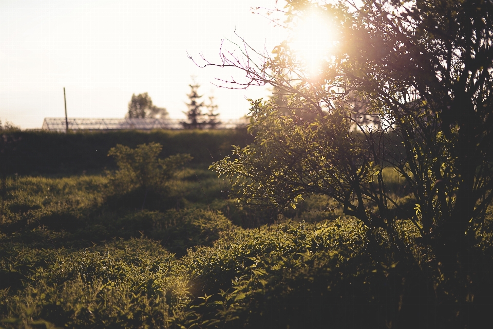 Albero natura erba ramo