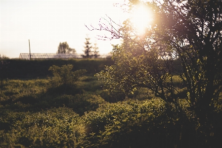 Tree nature grass branch Photo