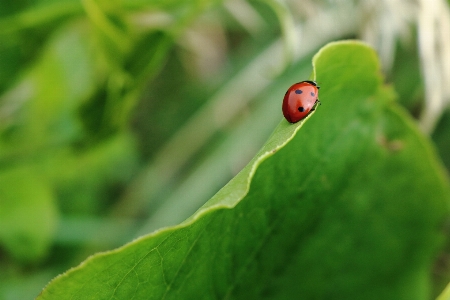 Nature grass photography leaf Photo