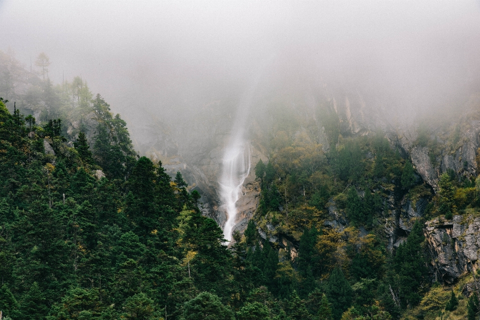 Tree forest rock waterfall