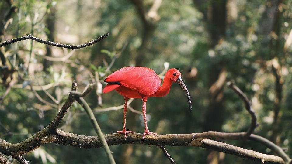 Pohon alam hutan cabang