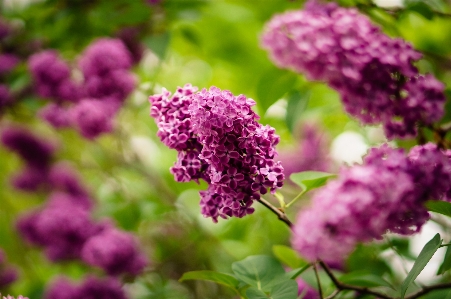 Natur blüte anlage blume Foto