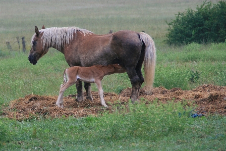 Grass meadow prairie wildlife Photo